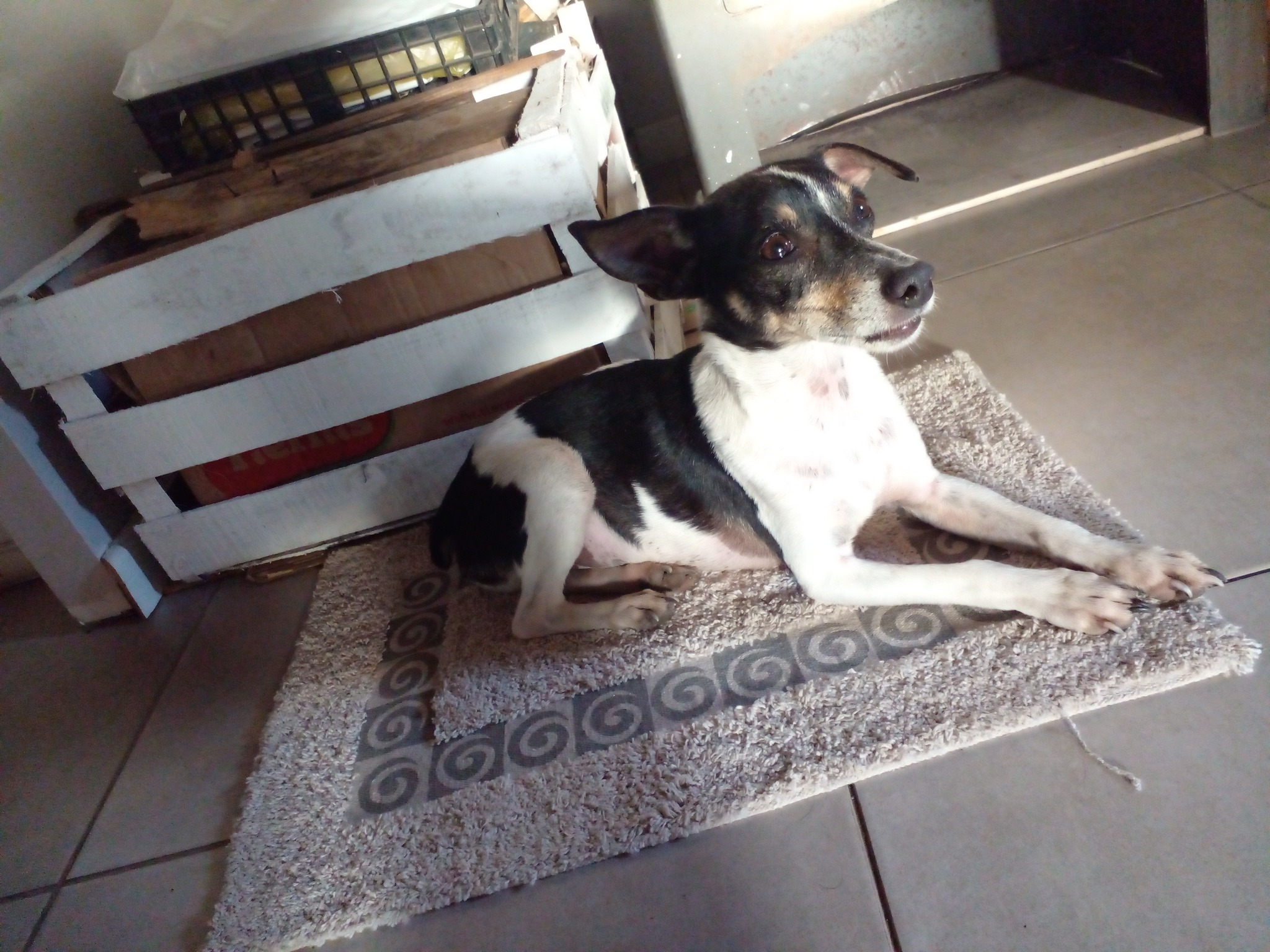Perrito Aquopolis MdP