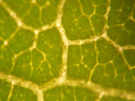 leaf