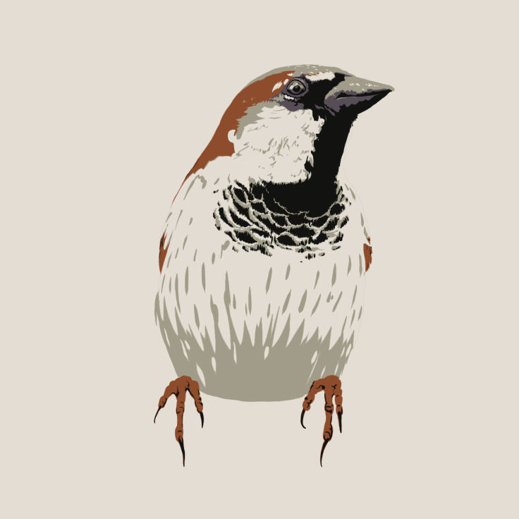 sparrow illustration