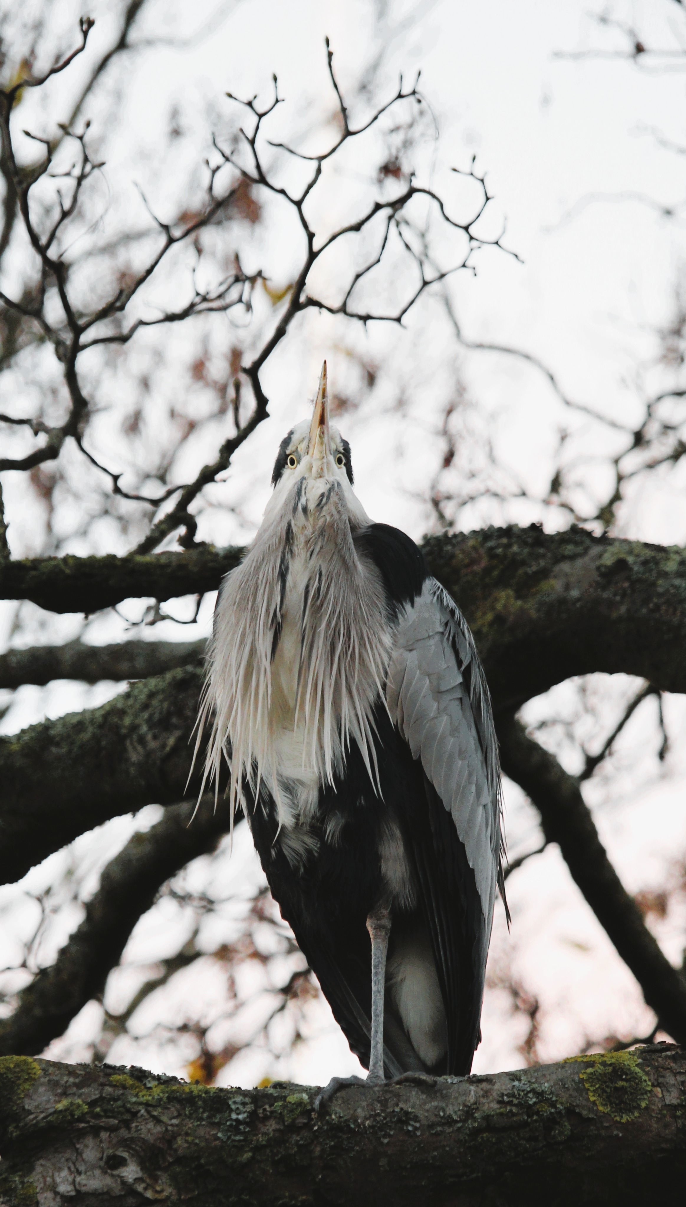 A grey heron looking down