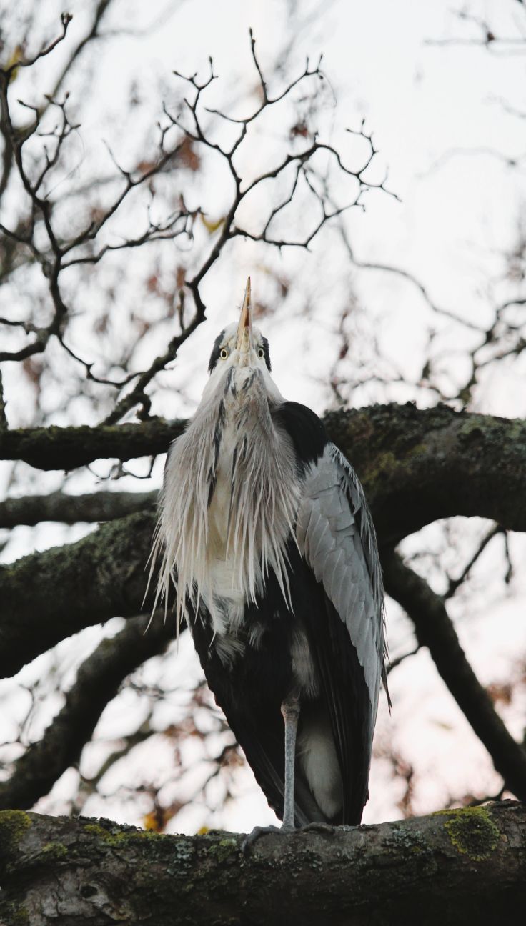 A grey heron looking down