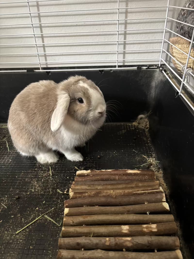Rabbit — Iranian Animals in Ballerup, Denmark (photo 2)
