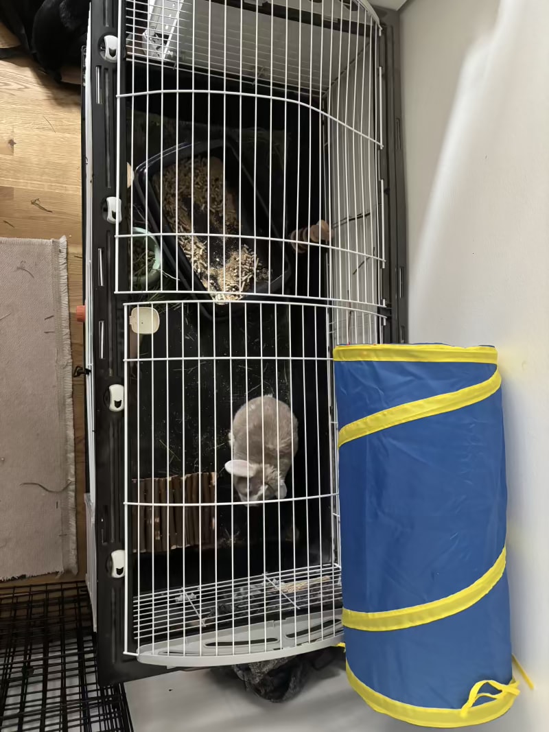 Rabbit — Iranian Animals in Ballerup, Denmark (photo 3)