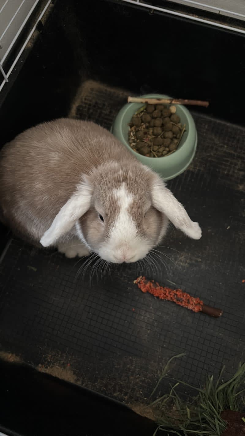 Rabbit — Iranian Animals in Ballerup, Denmark (photo 4)