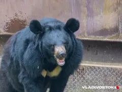 В Канаде медведь откусил охотнику часть головы, но мужчина выжил и дал хищнику отпор: новости 27 октября