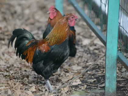 Карантин из-за гриппа птиц ввели в одном из районов Ростовской области