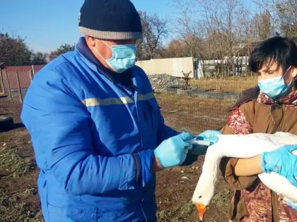 Режим ЧС ввели под Ростовом-на-Дону из-за опасного гриппа
