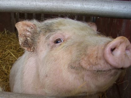 На съезде с трассы Цимлянск - Шахты появился пост борьбы с чумой свиней