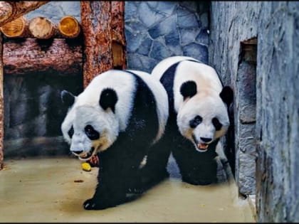 Где будет жить рожденный в Московском зоопарке малыш панды