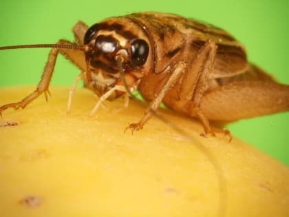 Ростовский эксперт объяснил, кто навязывает России производство муки из насекомых