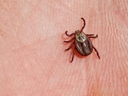 Расскажем, куда ростовчанам можно сдать клещей на исследование