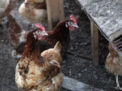 Карантин по гриппу птиц сняли в Ростовской области