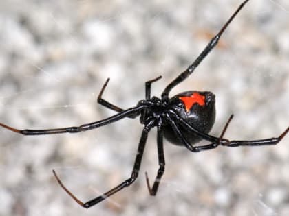 Каракурт укусил мальчика на Кубани: биолог рассказал об опасности черной вдовы