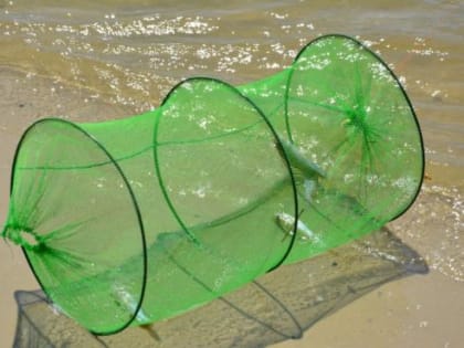 Снижение численности раков в Ростовской области: причины и последствия