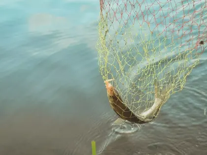 Депутат Госдумы призвал ограничить вылов рыбы в Азовском море из-за мазута