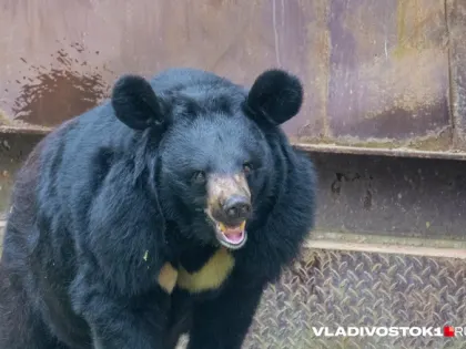 В Канаде медведь откусил охотнику часть головы, но мужчина выжил и дал хищнику отпор: новости 27 октября