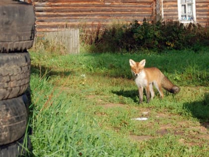 Ветеринары предупреждают волгодонцев: дикие животные все чаще заходят в город