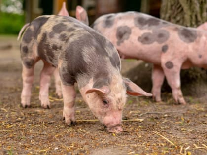 На Дону выявлен еще один очаг африканской чумы свиней