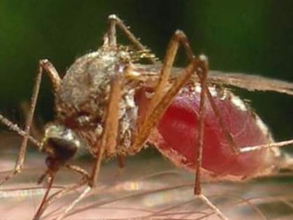 В РОСТОВЕ-НА-ДОНУ МАЛЕНЬКАЯ ДЕВОЧКА ПОПАЛА В БОЛЬНИЦУ ИЗ-ЗА УКУСА КОМАРА