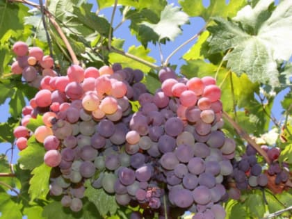 В Ростовской области продолжат развивать виноградарство и виноделие