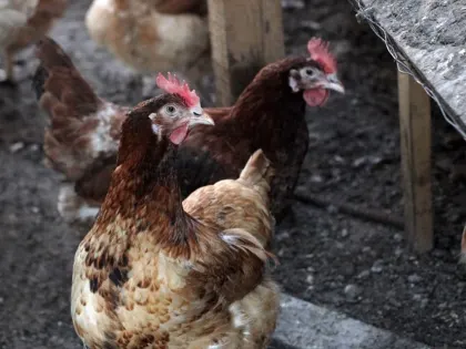 В Сальском районе Ростовской области сняли карантин по птичьему гриппу