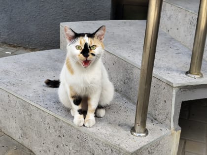 В ближайшие дни ожидается пик жары в Ростове