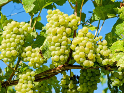 Урожай винограда в Ростовской области сократился вдвое