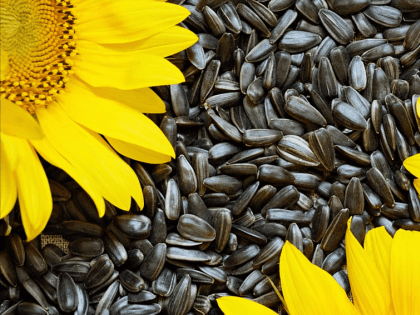 Эксперт: донские аграрии заявили о катастрофе из-за обрушения спроса на подсолнечник