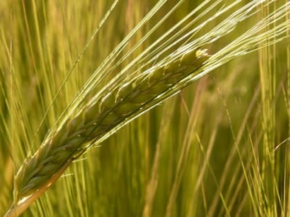 Ростовская область потратила на поддержку фермеров 1,6 млрд рублей