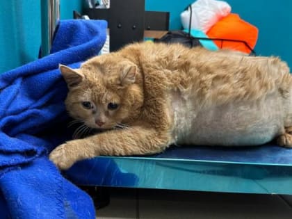 Печальная утрата: Кошка Крошик покинула нас