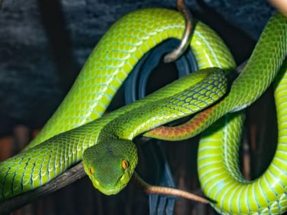 Ростовские врачи спасли мужчину, которого на рыбалке укусила змея