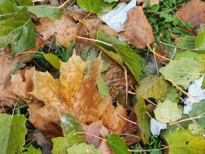 Температурные колебания в донской столице