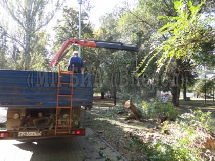 Еще одно в копилку. В центральном парке Батайска от старости рухнуло большое дерево +видео