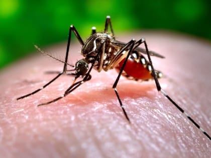 В Ростовской области два человека заразились лихорадкой Западного Нила