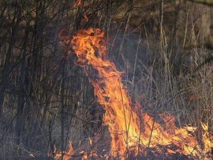 За выжигание травы в Ростовской области власти начали штрафовать