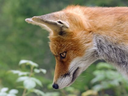 3 марта – Всемирный день дикой природы