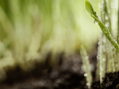 Донские эксперты проверили состояние посевов сельхозкультур и поделились рекомендациями по борьбе с вредителями