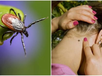 Внимание: клещевой боррелиоз!