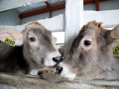 На Дону от бешенства привито более 200 тыс. животных