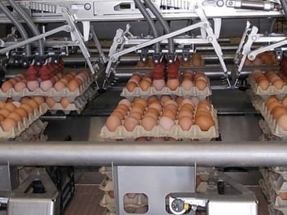 Вирус птичьего гриппа угрожает поголовью в 8 районах Ростовской области