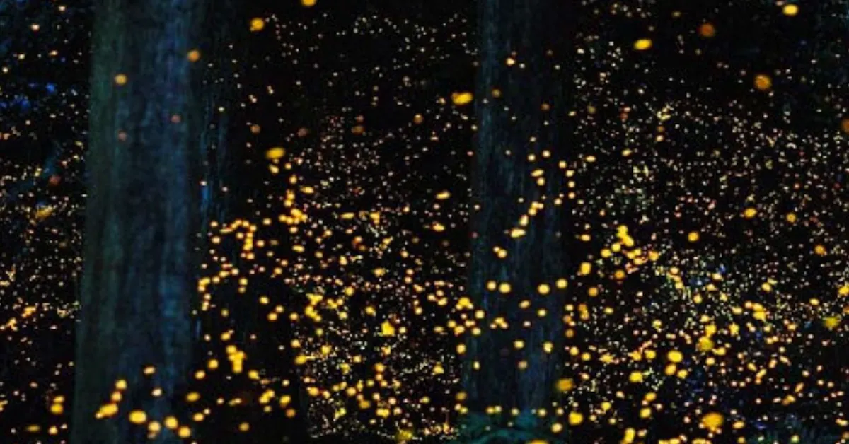 Bohol Firefly Watching 3