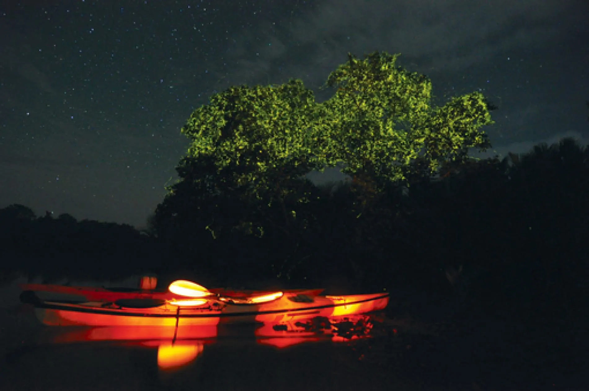 Bohol Firefly Watching 4