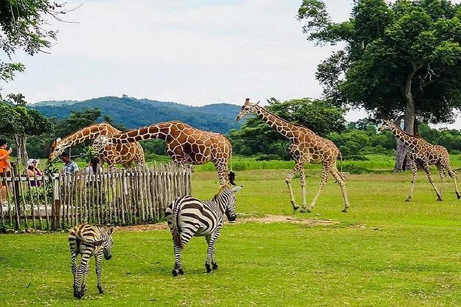 Coron Palawan Calauit Safari Wildlife Adventure image