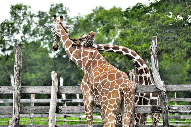 Coron Palawan Calauit Safari Wildlife Adventure 3