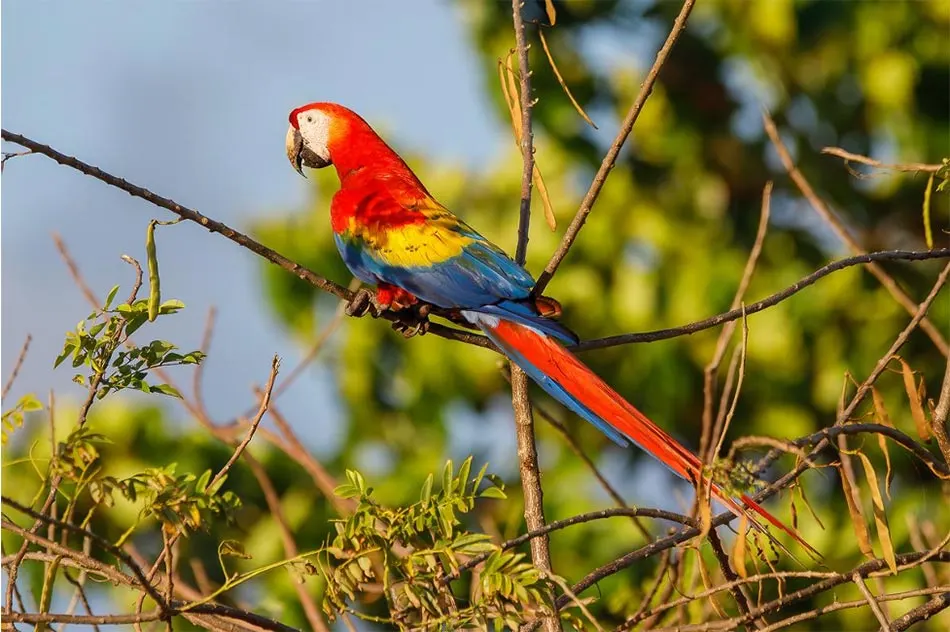 Carara National Park Tour: A Birdwatcher's Paradise in Costa Rica 3