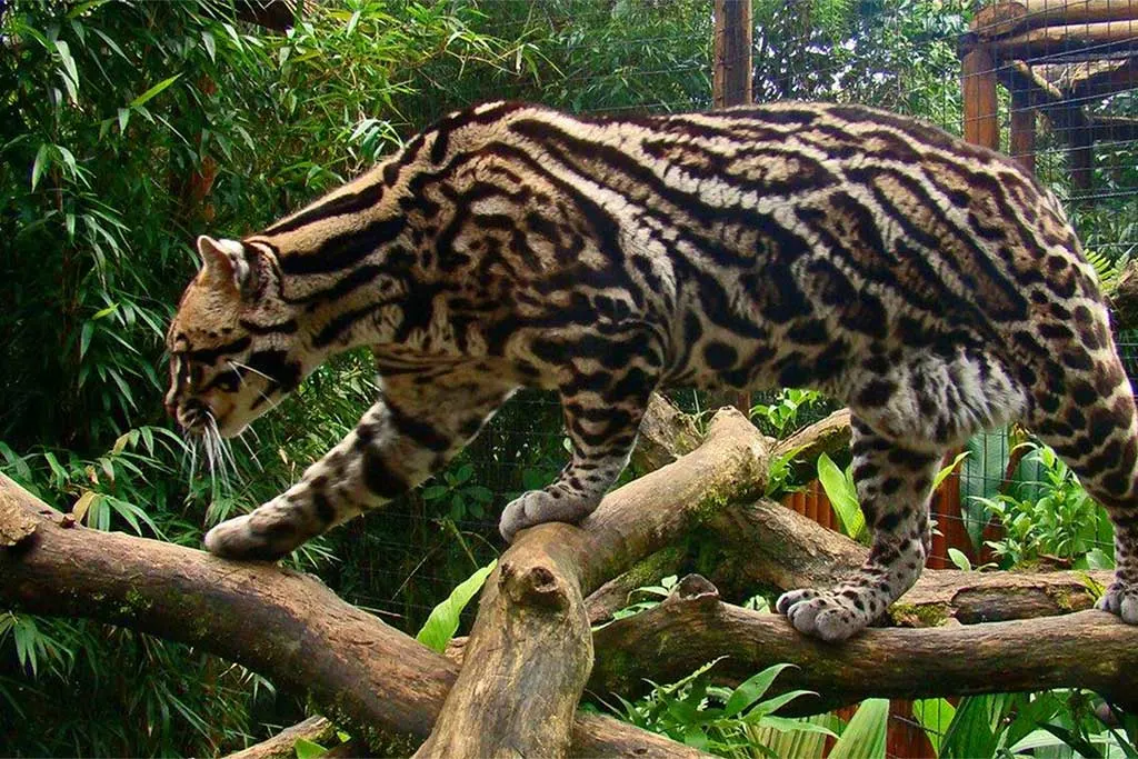 La Paz Waterfall Gardens Tour 3