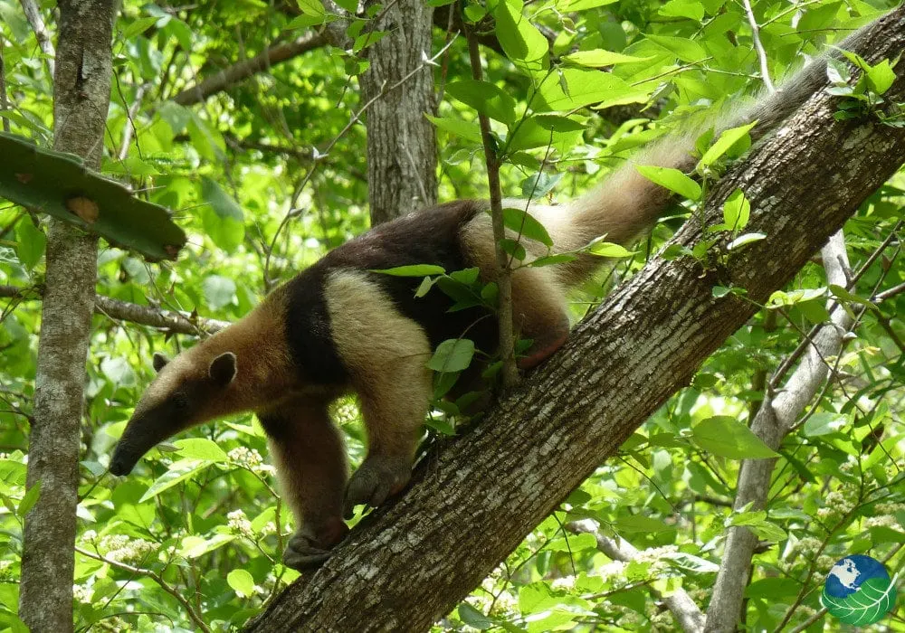 Palo Verde National Park & Guaitil Pottery Tour image