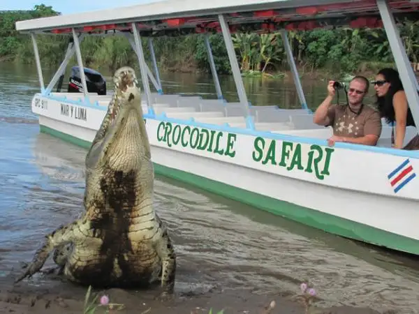 Tarcoles River Jungle Crocodile Safari Tour  3
