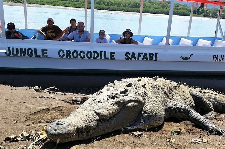 Tarcoles River Jungle Crocodile Safari Tour  image