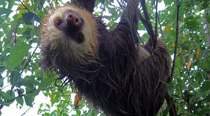 Mistico Hanging Bridges + La Fortuna Waterfalls Tour 2